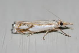 Attēlu rezultāti vaicājumam “Crambus silvella”