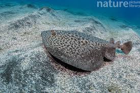 Image result for Torpedo marmorata