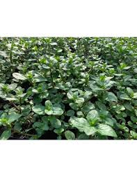 Attēlu rezultāti vaicājumam “Veronica beccabunga”