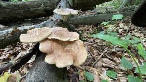Attēlu rezultāti vaicājumam “Polyporus tuberaster”