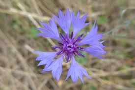 Attēlu rezultāti vaicājumam “Cyanus segetum flower”