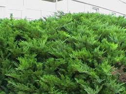 Attēlu rezultāti vaicājumam “Juniperus sabina”