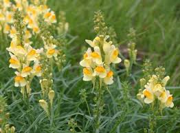 Attēlu rezultāti vaicājumam “Linaria vulgaris flower”