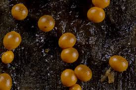 Attēlu rezultāti vaicājumam “Trichia sp.”