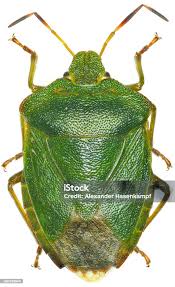 Attēlu rezultāti vaicājumam “Palomena prasina imago”