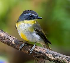 Image result for Parula americana