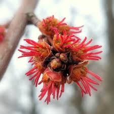 Attēlu rezultāti vaicājumam “Acer saccharinum flower”