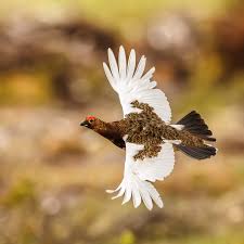 Image result for Lagopus lagopus