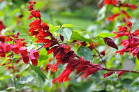 Image result for Salvia splendens