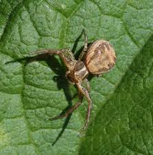 Attēlu rezultāti vaicājumam “Xysticus ulmi adult”