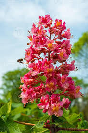 Attēlu rezultāti vaicājumam “Aesculus hippocastanum flower”