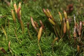 Attēlu rezultāti vaicājumam “Diderma montanum macro”