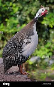 Attēlu rezultāti vaicājumam “Numida meleagris”