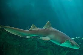 Image result for Ginglymostoma cirratum