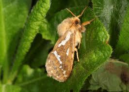 Attēlu rezultāti vaicājumam “Hepialus lupulinus”