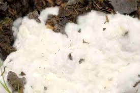 Attēlu rezultāti vaicājumam “Athelia pyriformis”