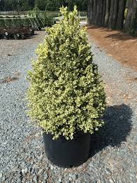 Attēlu rezultāti vaicājumam “Buxus sempervirens”