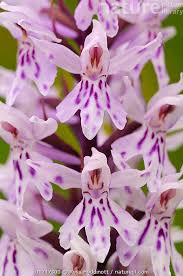 Attēlu rezultāti vaicājumam “Dactylorhiza fuchsii flower”