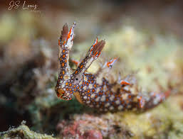 ผลการค้นหารูปภาพสำหรับ Bornella Anguilla