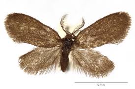 Attēlu rezultāti vaicājumam “Proutia betulina larva”