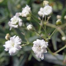 Attēlu rezultāti vaicājumam “Gypsophila paniculata”