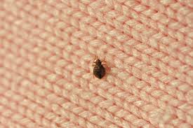Image result for bed bugs