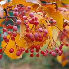Attēlu rezultāti vaicājumam “Sorbus alnifolia”
