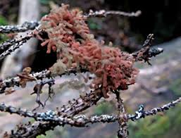 Attēlu rezultāti vaicājumam “Heterotrichia oerstedii (syn. Arcyria oerstedii) macro”
