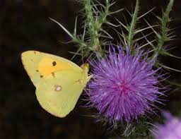 Attēlu rezultāti vaicājumam “Colias croceus”