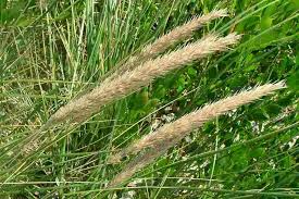 Attēlu rezultāti vaicājumam “Ammophila arenaria”