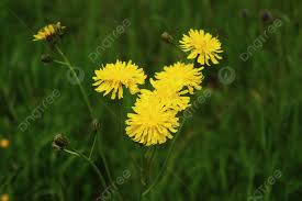 Attēlu rezultāti vaicājumam “Hieracium murorum flower”