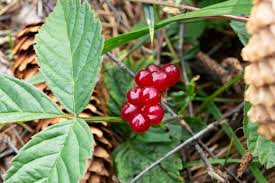 Attēlu rezultāti vaicājumam “Rubus saxatilis fruit”