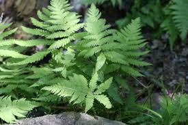 Attēlu rezultāti vaicājumam “Phegopteris connectilis”