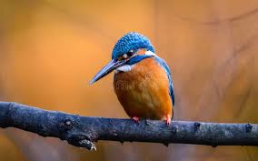 Attēlu rezultāti vaicājumam “Alcedo atthis adult”