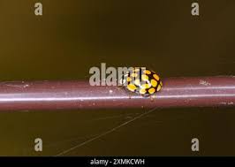 Attēlu rezultāti vaicājumam “Sospita vigintiguttata”