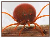 Attēlu rezultāti vaicājumam “Hydrachna”