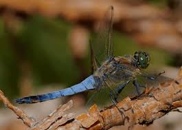 Attēlu rezultāti vaicājumam “Orthetrum cancellatum”