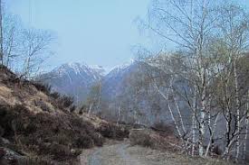 Attēlu rezultāti vaicājumam “Eupithecia lanceata”