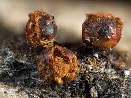 Attēlu rezultāti vaicājumam “Trichia botrytis var. cerifera”