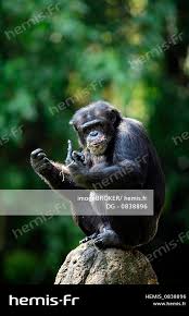 Attēlu rezultāti vaicājumam “Troglodytes troglodytes adult”