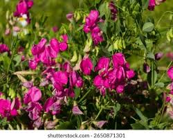 Attēlu rezultāti vaicājumam “Lathyrus tuberosus”