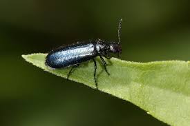 Attēlu rezultāti vaicājumam “Dasytes caeruleus imago”