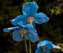 Image result for Scheinmohn blau