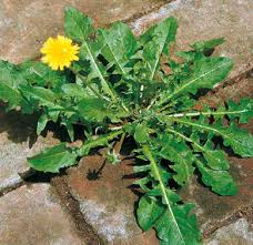 Attēlu rezultāti vaicājumam “Taraxacum suecicum”