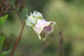 Image result for Glockenrebe