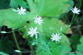 Attēlu rezultāti vaicājumam “Stellaria graminea flower”