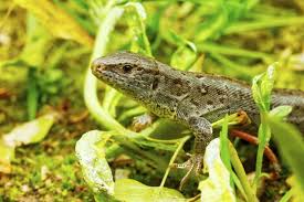 Attēlu rezultāti vaicājumam “Lacerta agilis”