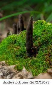 Attēlu rezultāti vaicājumam “Lycogala irregulare young”