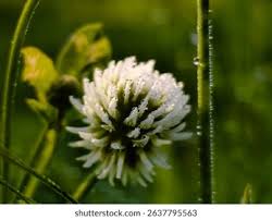 Attēlu rezultāti vaicājumam “Trifolium montanum”