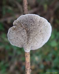 Attēlu rezultāti vaicājumam “Daedaleopsis confragosa”